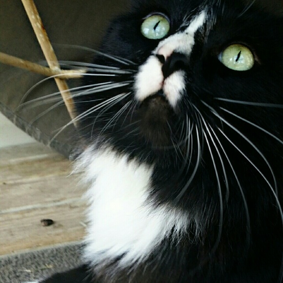 Meet your Posher, Patricia - Picture 7 of 8